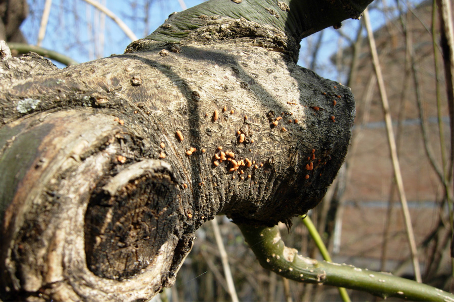 Altri funghi dal mio giardino
